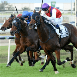 Auckland Cup Week 2017 1
