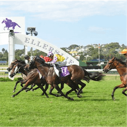 Auckland Cup Week
