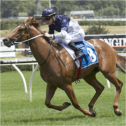 Extreme Choice Horse
