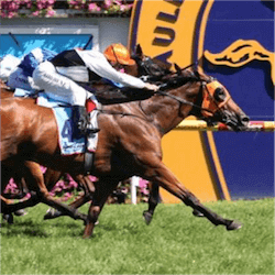 Flamberge racing horse
