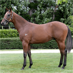Gelding Stephenstihls
