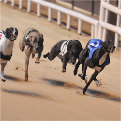 Greyhounds
