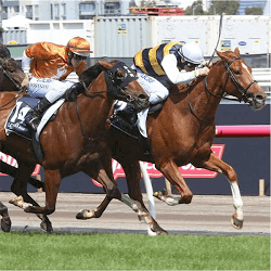 Hong Kong Cup horse race
