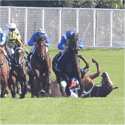 Horse Fall At Randwick
