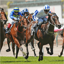Horses racing
