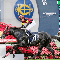 Lucia Ventina horse
