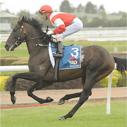 Mongolian Khan horse
