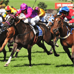 Sacred Elixir racehorse
