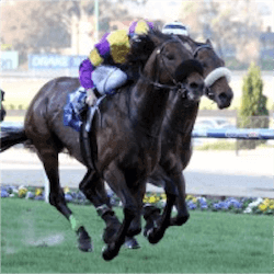 Scrutinising Chenille racing horse

