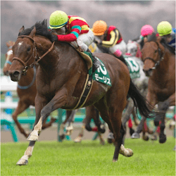 The Hong Kong Cup
