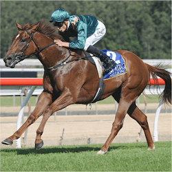 Top horse races
