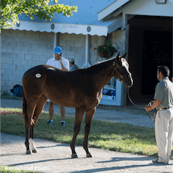Waikato Stud
