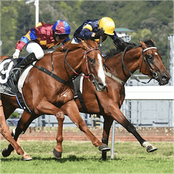 Wallaceville Estate Wellington Cup Day
