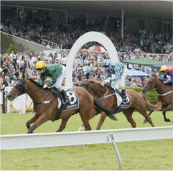 Wellington Cup Carnival Comeback
