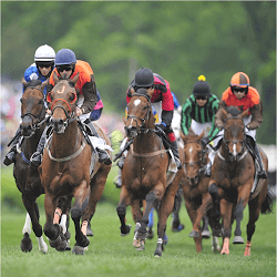 Wellington Cup Day race
