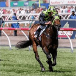 gelding Fell Swoop
