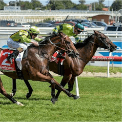 two horses racing
